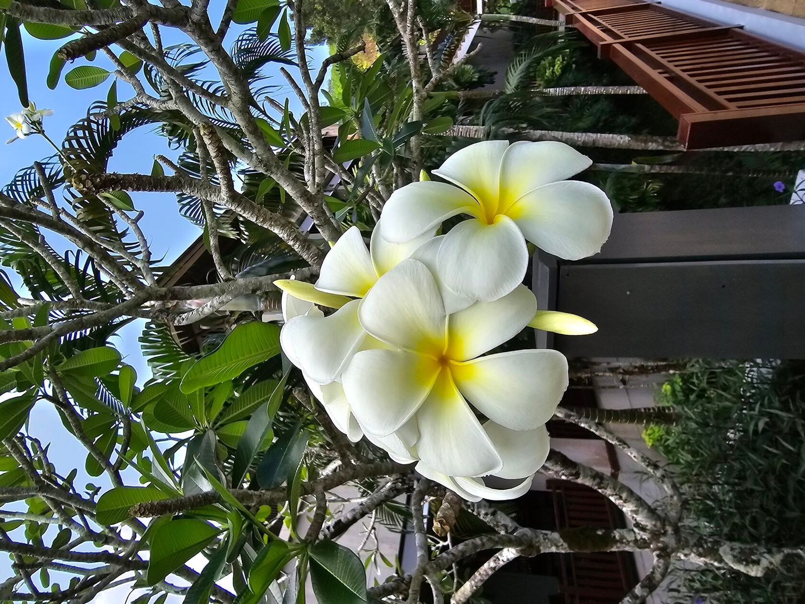 Франжипани/Frangipani