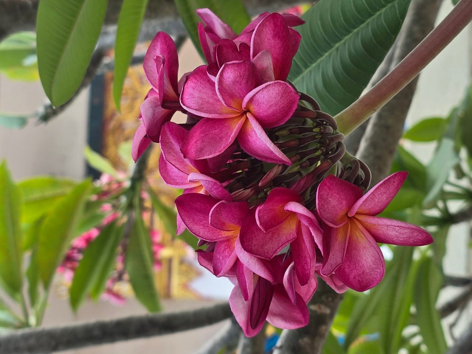 Франжипани/Frangipani