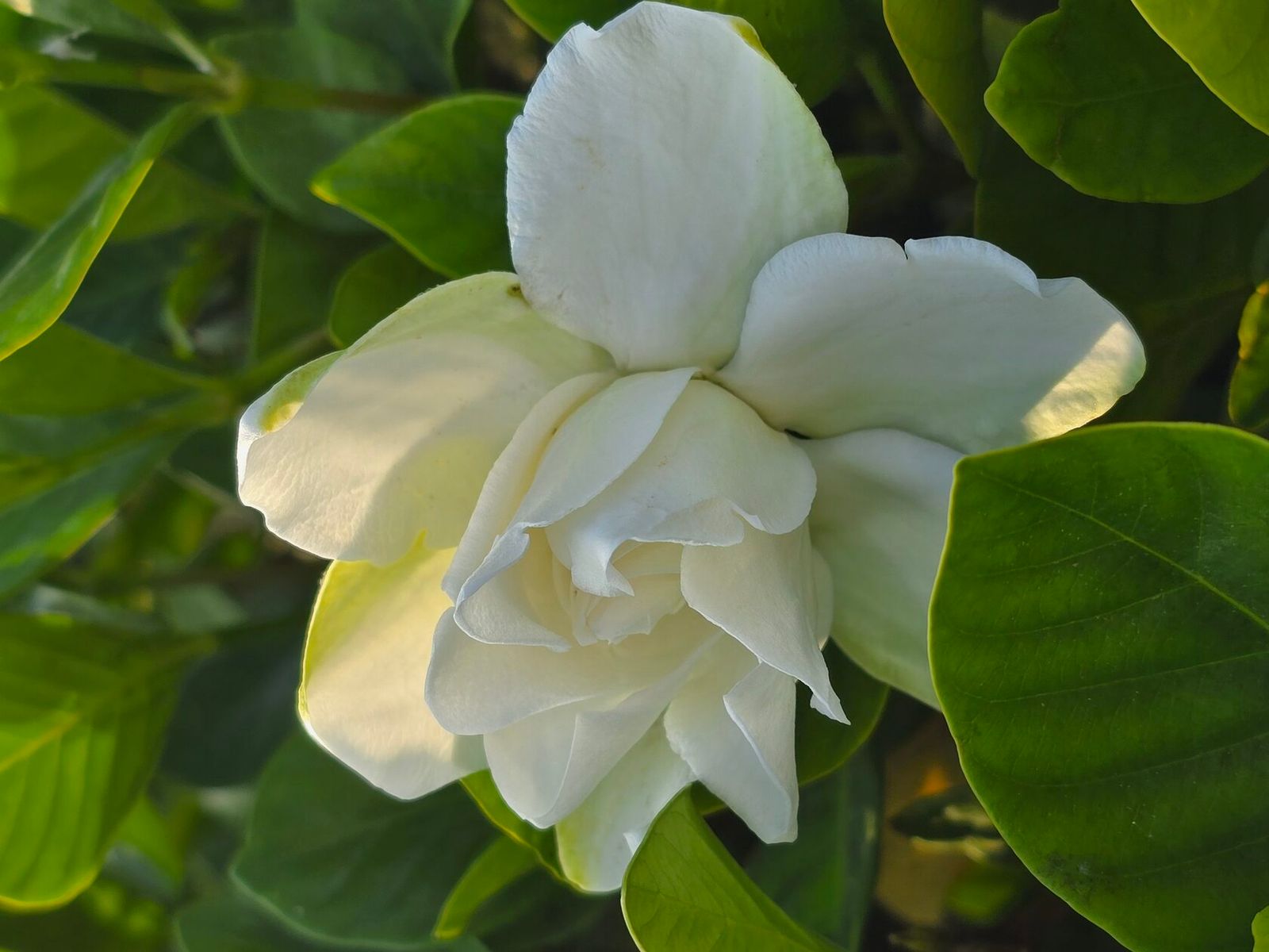 Королевское Искушение / Royal Temptation — OsmoGenes, фото 5