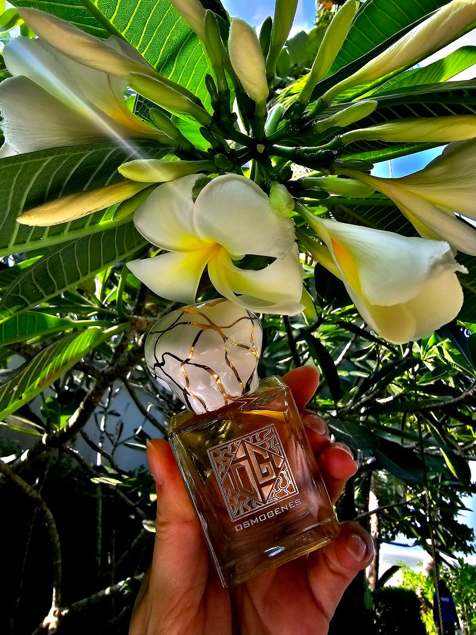 Франжипани/Frangipani