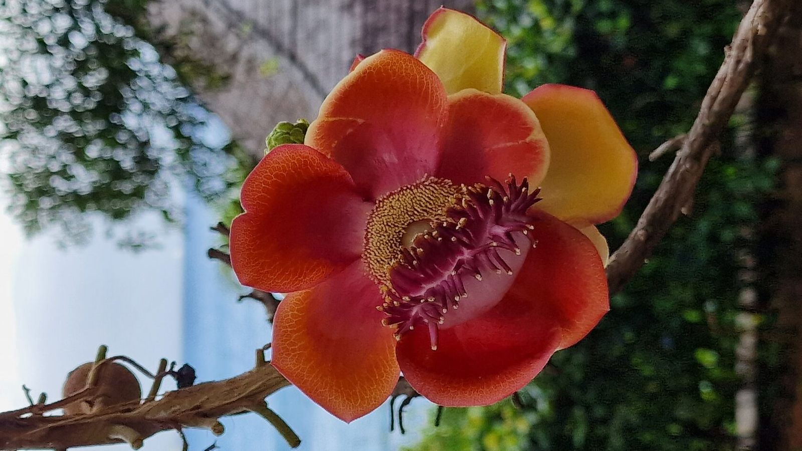 Королевское Искушение / Royal Temptation — OsmoGenes, фото 3